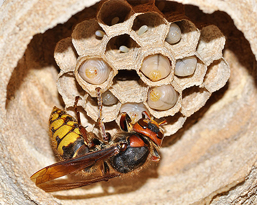 Hornets liknar vanliga vepsar i livet, men har sina egna egenskaper