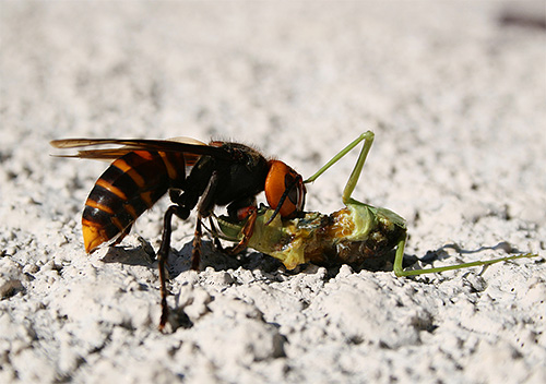 Hornets är rovdjur som är baserade på andra insekter.