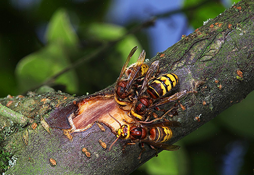 Hornets kan starkt gnava bark på unga träd