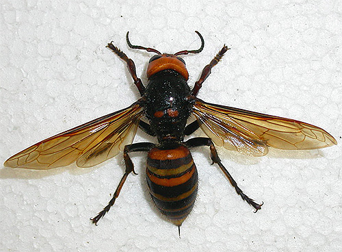 The Asian hornet is not only huge in size, but also very dangerous for humans.