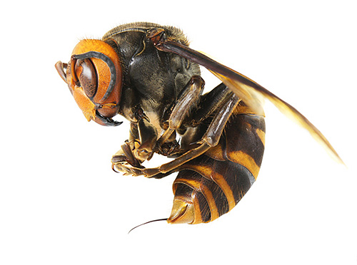 Asian hornets are much more dangerous to humans than their European kindred
