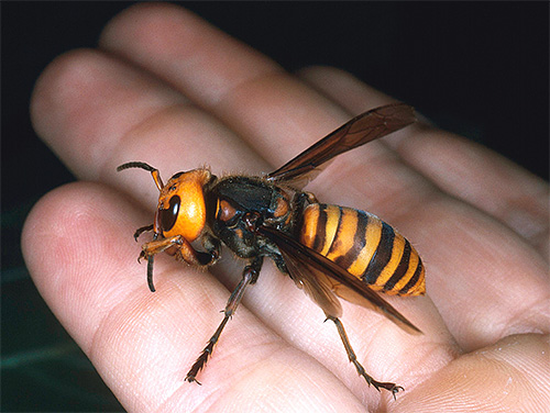The action of the poison of this insect can lead to instant anaphylactic shock.