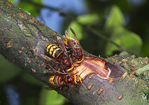 Hornets use chewed tree bark to build a nest.