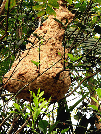 Giant Asian hornet's nests can be located directly on the tree