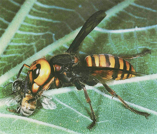 Asian hornets are really dangerous enemies for bees