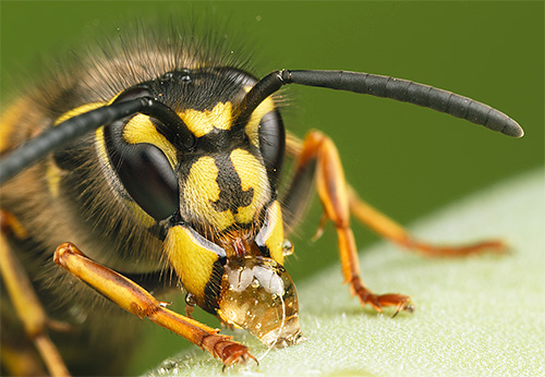 Mostly Asian hornet is quite peaceful towards man and does not show aggression first