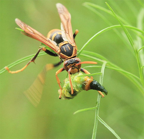 During the flight, the giant Asian hornet may resemble a small bird.