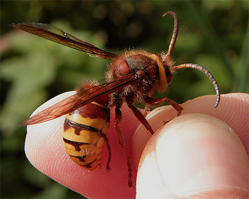 Asian hornets pose a direct threat to beekeeping