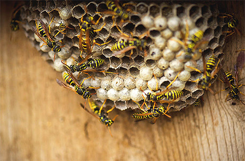 The photo shows a nest of ordinary paper wasps.