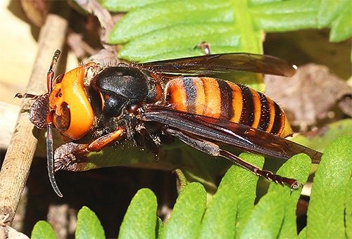 Huge Japanese hornet Vespa mandarinia japonica can not be found on the mainland