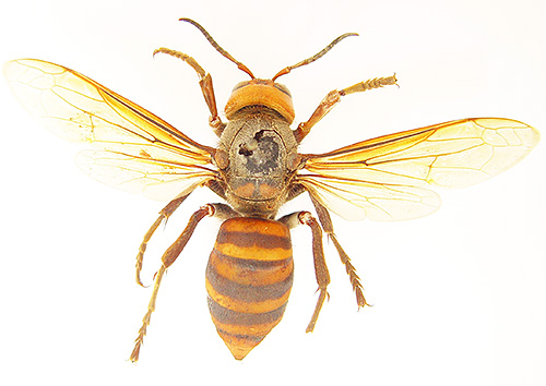 The coloration of a giant hornet is characteristic of all wasps.