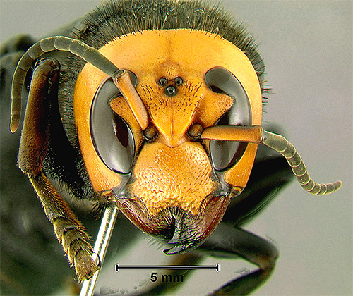An interesting feature of the giant Asian hornet is three extra eyes on the head.