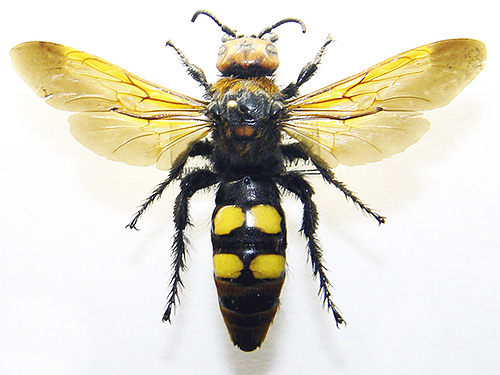 Although they are similar in color to hornets, they still have a number of significant differences.