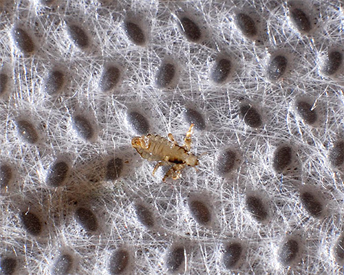 After the first combing, the procedure will need to be repeated a few more times to remove the remaining lice and new larvae hatching from the nits.