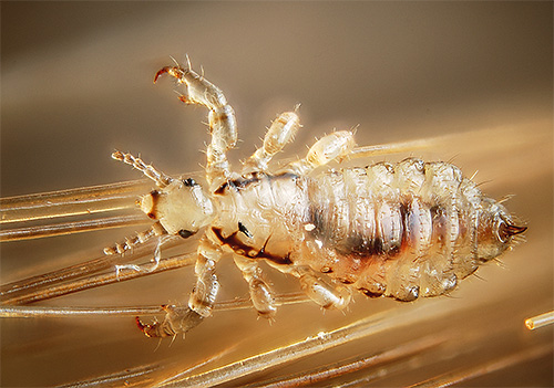 Dimetikon envelops lice, not allowing them to breathe