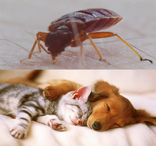 Although bed bugs do not usually bite animals, there are a number of important nuances here ...