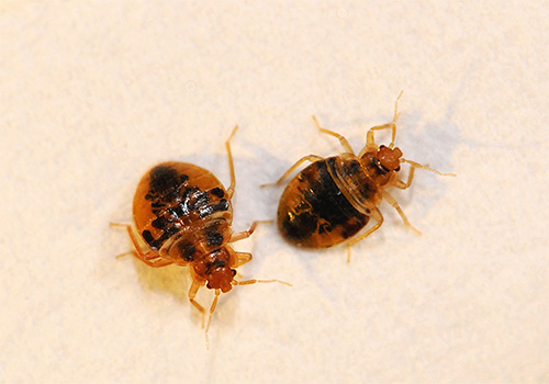 Hungry bedbugs can attack pets in search of fresh blood.
