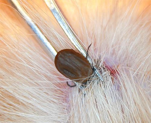Sometimes ticks present on the body of an animal are mistaken for bedbugs.