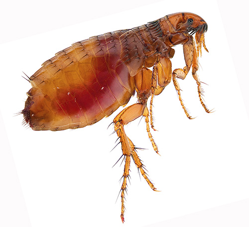 Unlike fleas, bedbugs are not able to jump.