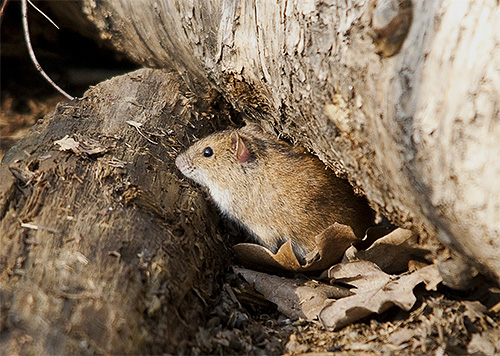 In nature, bugs inhabit the holes of rodents.