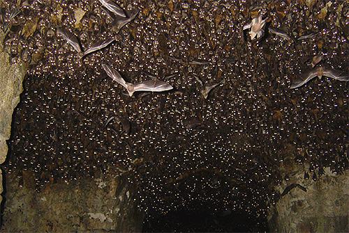 In the caves where bats live, you can often find bedbugs, because here all the suitable conditions have been created.