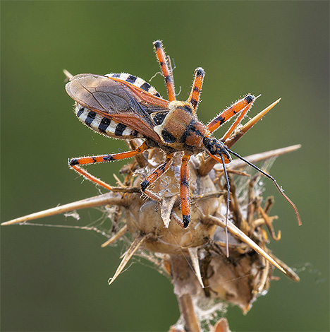 Close-up bedbug