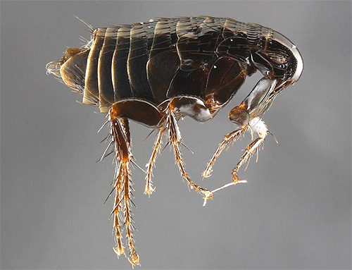 Although the fleas themselves are difficult to be confused with bedbugs, the bird can suffer precisely from their bites.