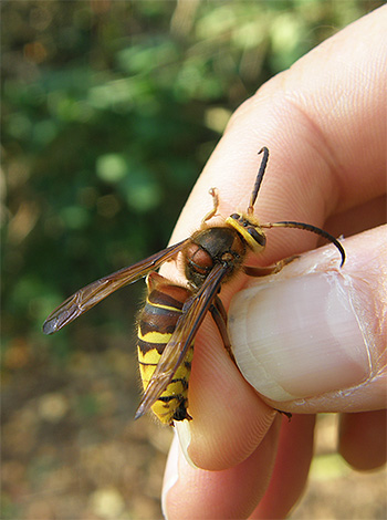 Do not mindlessly destroy hornets and wasps if they do not pose a direct danger to you.