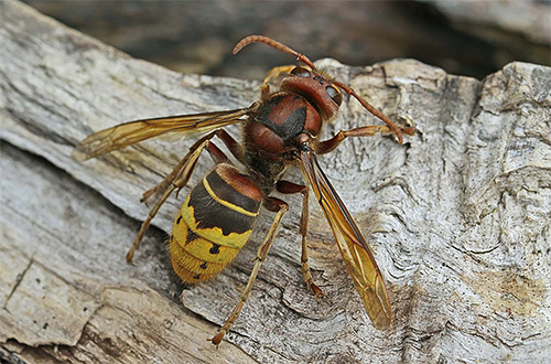 In each case, the means for the destruction of wasps and hornets must be chosen individually.