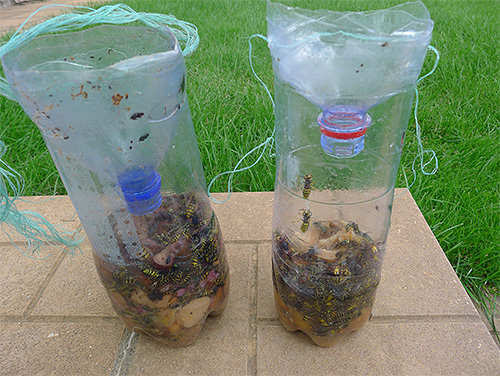 On the photo are wasps caught in a simple trap from a plastic bottle.