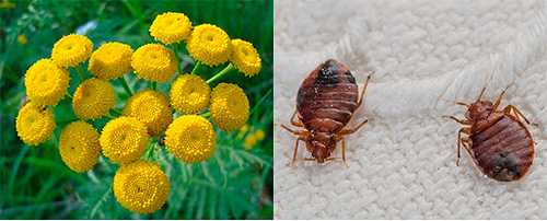 Let's try to figure out whether tansy can help in the fight against bed bugs in the apartment