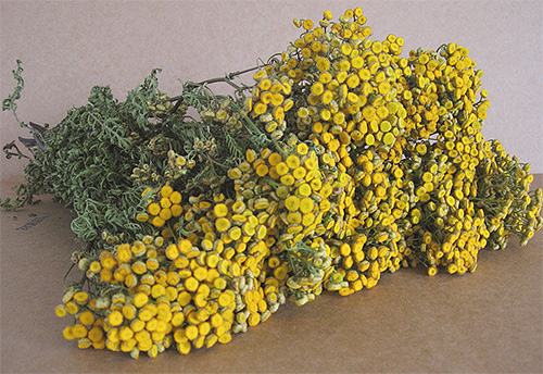 Prepared bunches of tansy should be laid out in places where it is desirable to scare away bedbugs