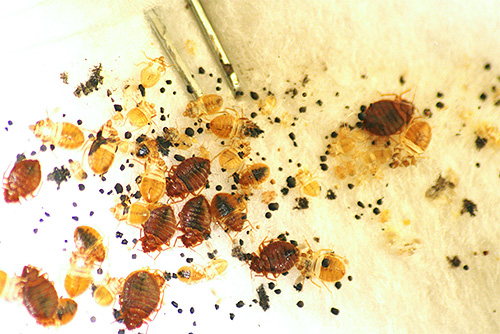 Tansy can only be used to scare away bedbugs, but not to destroy them.