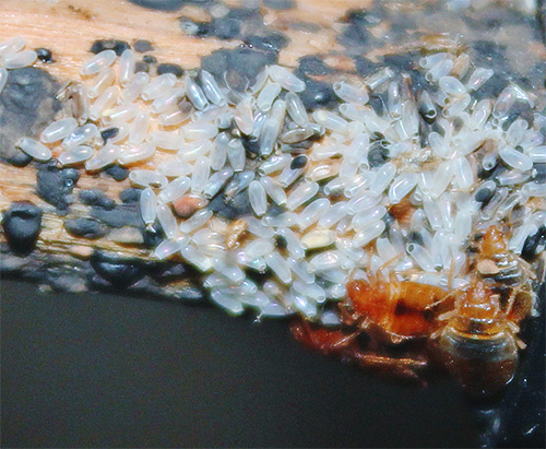 The photo shows bed bugs eggs