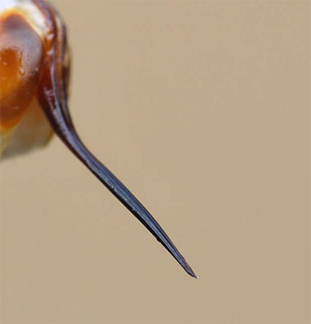 Bilden visar stinget på en vanlig hornet.