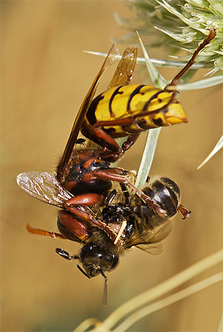 Hornets kan orsaka allvarliga skador på apiaries genom att attackera bin och plundra deras nässle.