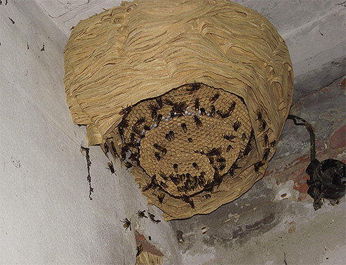 Hornet nest kan nå imponerande storlekar.
