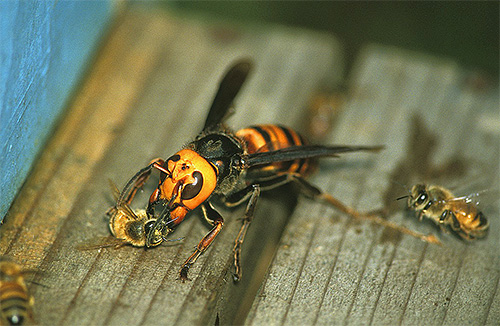Are the hornets the real killers of bees and is the multi-thousand hive capable of defending against an attack? ..