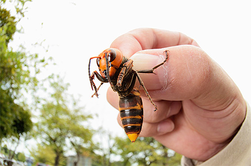 Unlike the European one, the giant Asian hornet is a very dangerous insect.