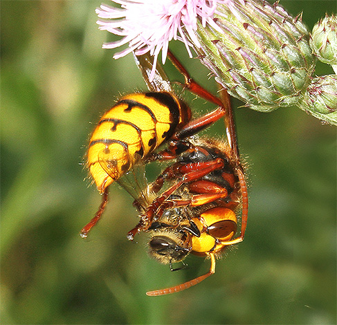 Most often, hornets prefer to attack individual bees and do not touch the hive.