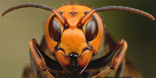There is no need for the giant hornet to use its sting in the fight against the bee - with one movement of such jaws it simply breaks it.