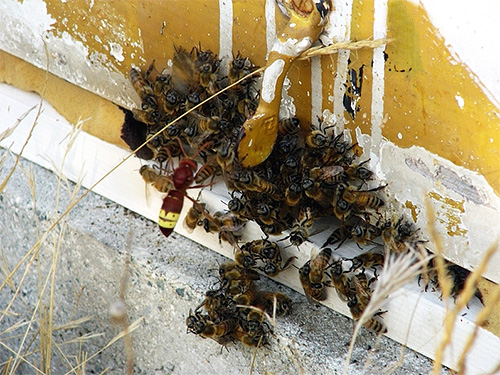 It is very difficult for bees to break through the hard chitinous cover of the hornet, therefore it is almost invulnerable for them.