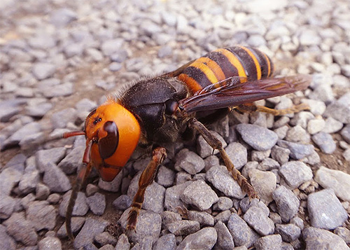 The photo shows a giant Asian hornet, a real killer of bees.