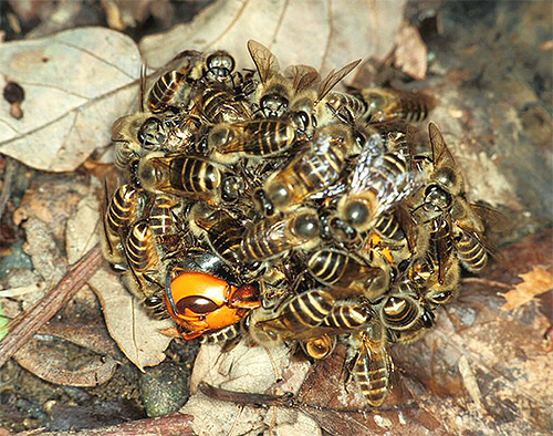 Asian bees come together in a huge ball in order to kill the hornet hitting the hive