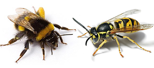 Even a European hornet comparable to a bumblebee in size is a formidable opponent for him