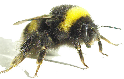 The photo shows a bumblebee