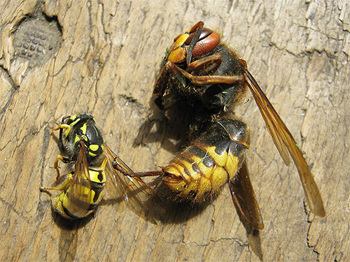 The wasp is as defenseless against the hornet as the bee