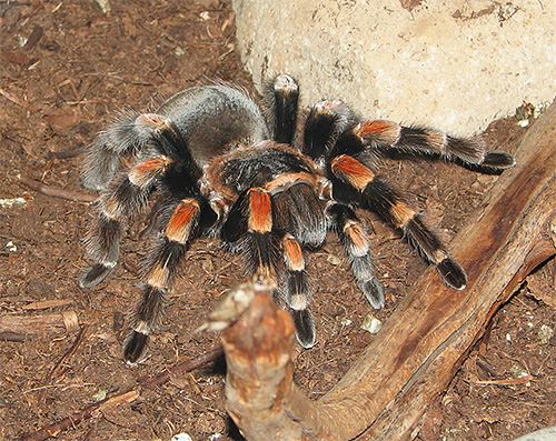 The tarantula spider, in addition to the web, can use its strong poison