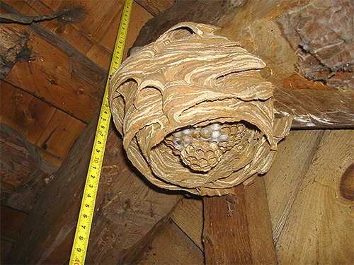The most dangerous opponent of the hornet is the man, often mindlessly destroying their nests.