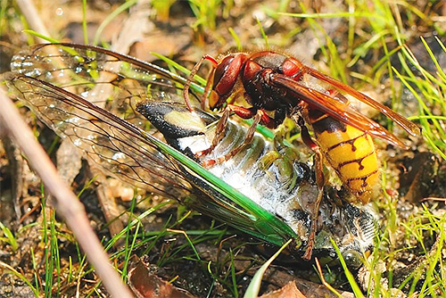 Hornets often kill other insects, this is due to the need to feed their offspring